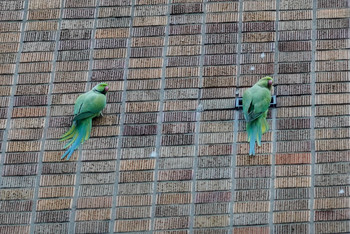 ワカケホンセイインコ 東京大学 2020年1月4日(土)