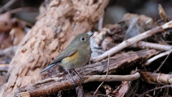 2020年1月2日(木) 早戸川林道の野鳥観察記録