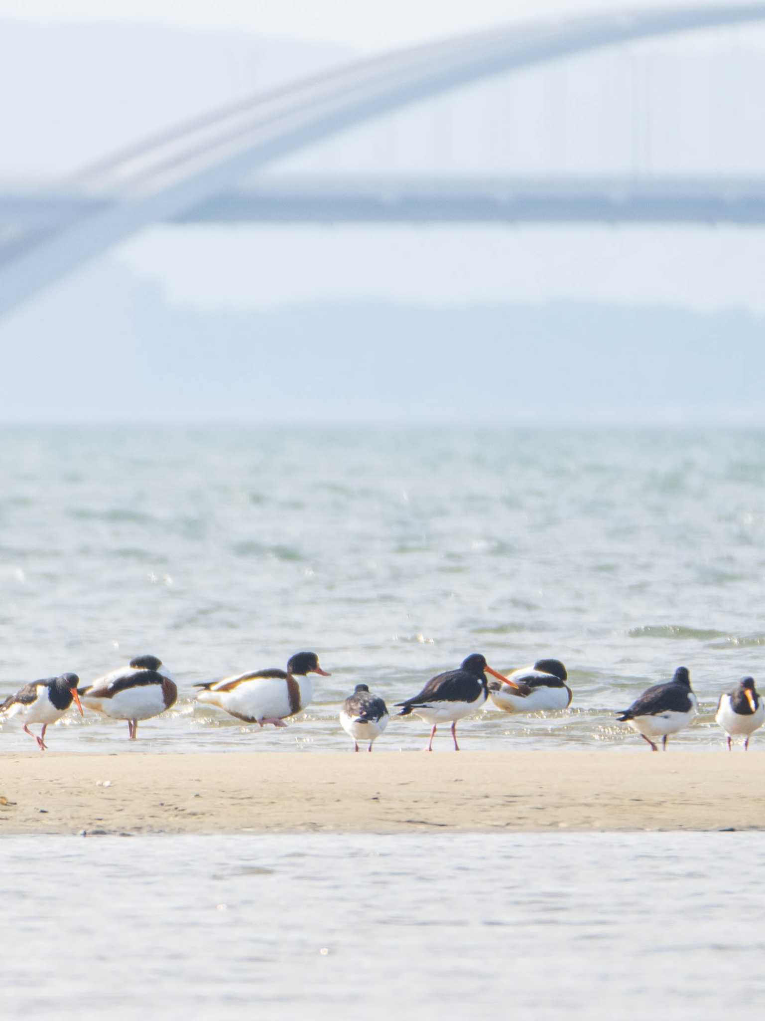 Eurasian Oystercatcher