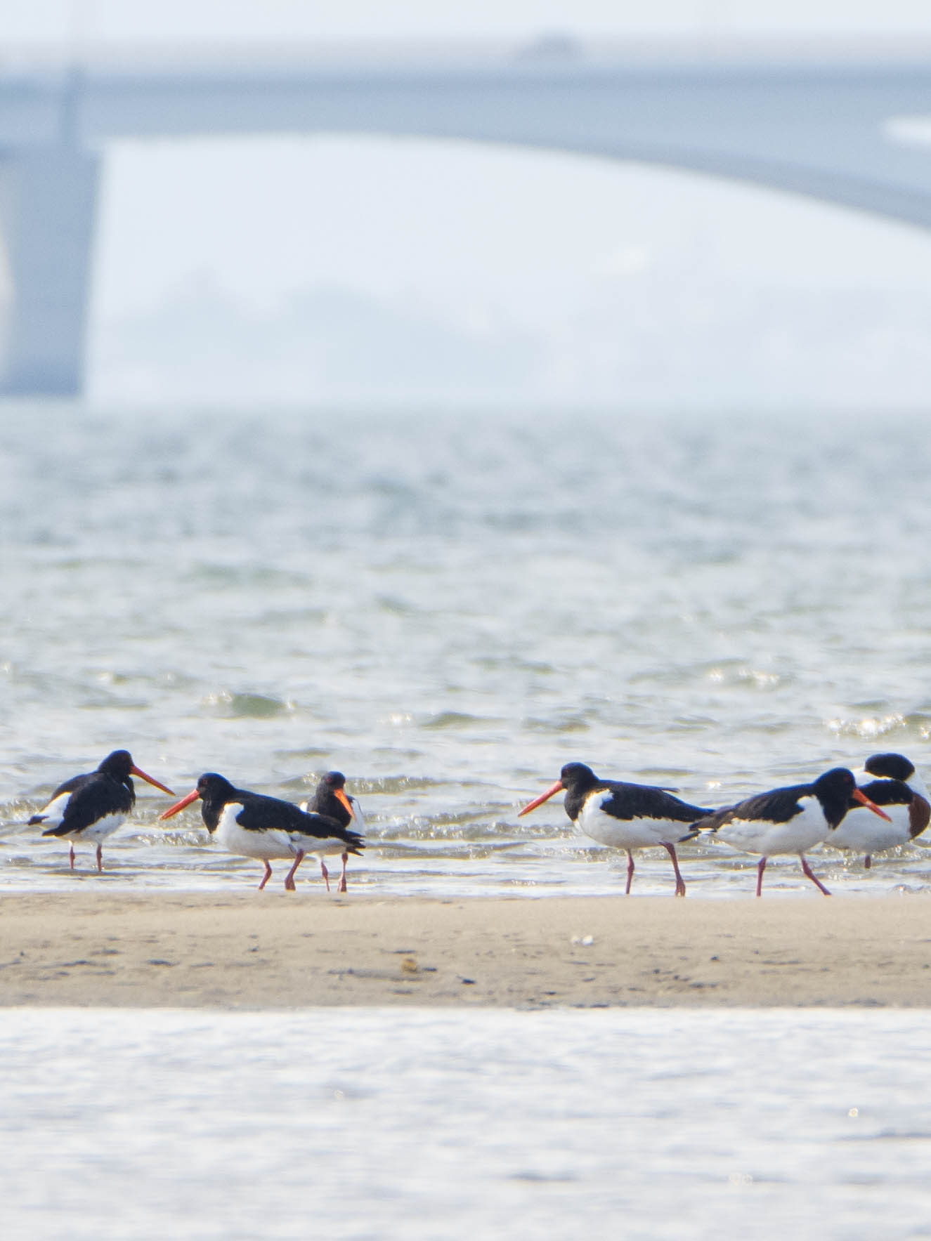 Eurasian Oystercatcher