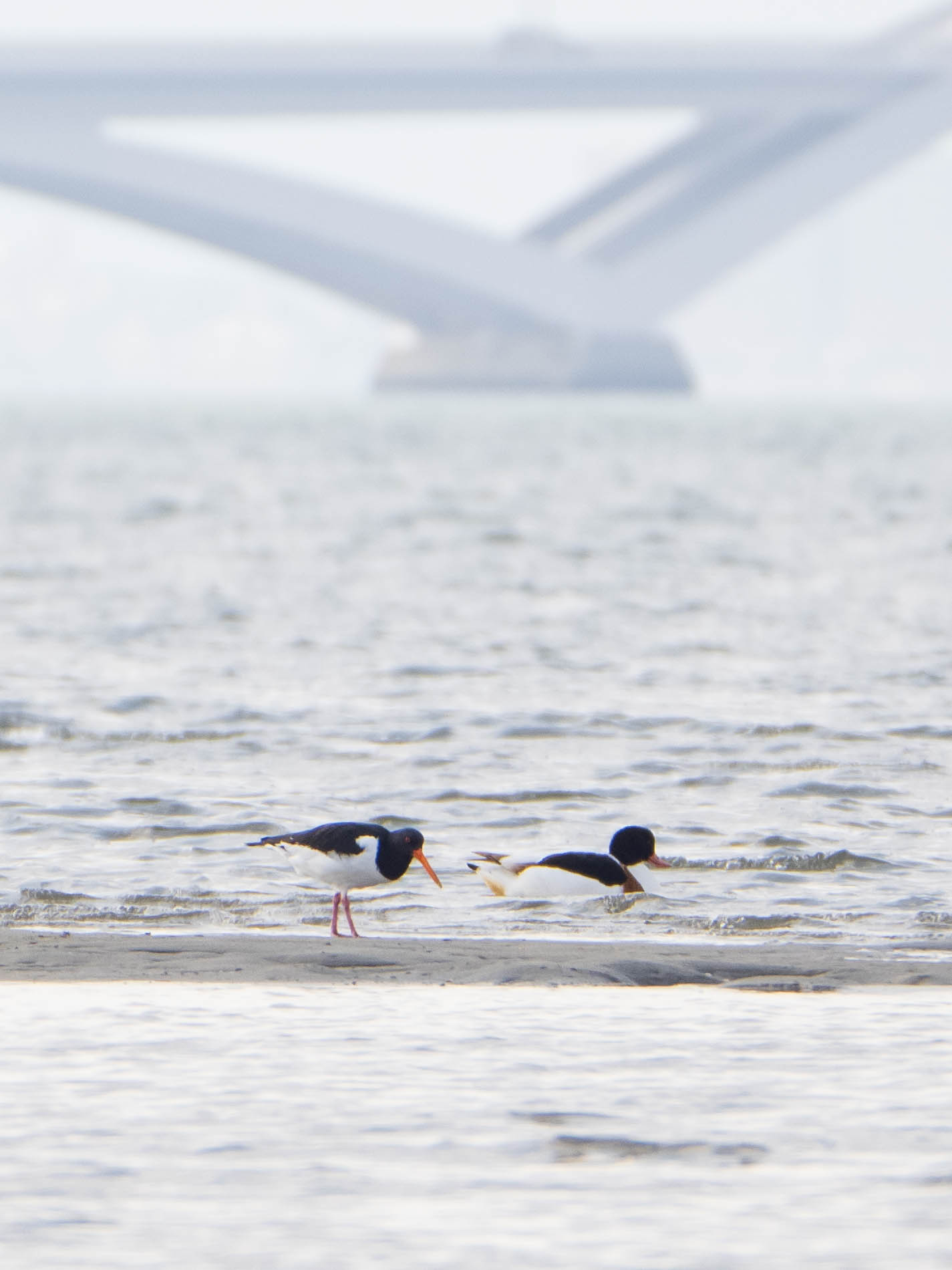 Eurasian Oystercatcher