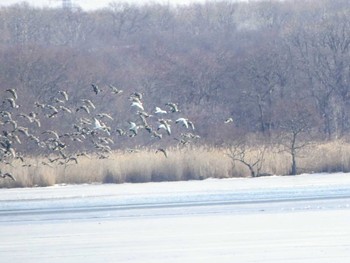 ハクガン ウトナイ湖 2020年1月4日(土)