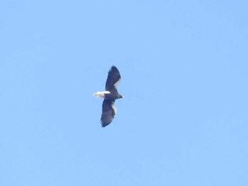 2020年1月4日(土) ウトナイ湖の野鳥観察記録