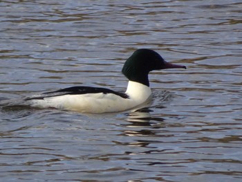 Sat, 1/4/2020 Birding report at 浅野川(松寺橋付近)