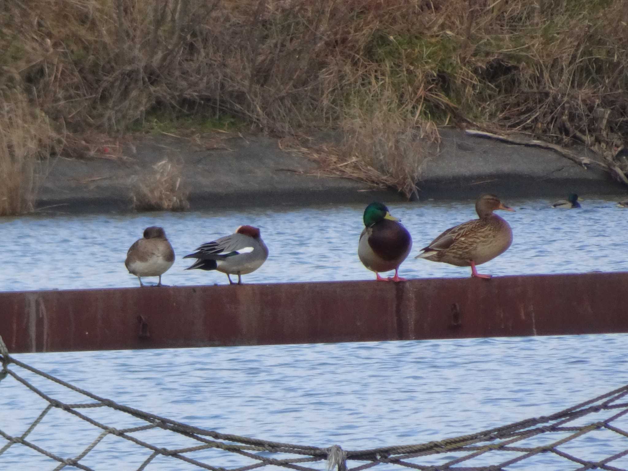 Eurasian Wigeon