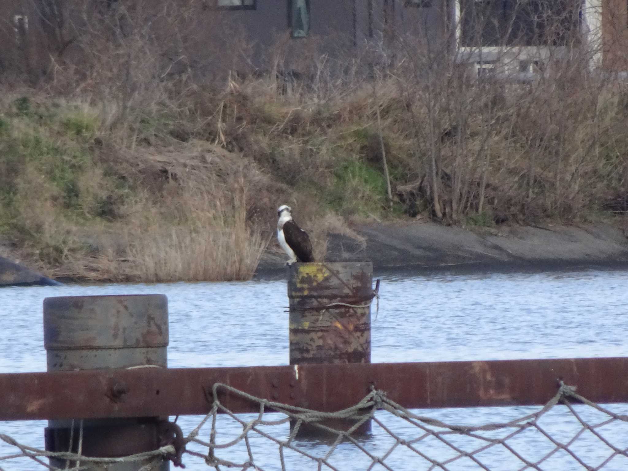 Osprey