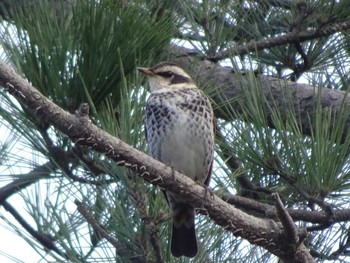 2020年1月4日(土) 浅野川河口の野鳥観察記録