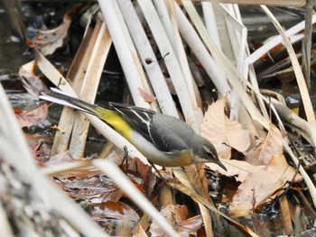 2020年1月4日(土) 新宿御苑の野鳥観察記録