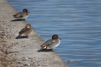 Eurasian Teal 愛知県 Sat, 1/4/2020