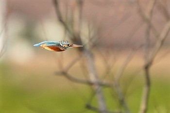 カワセミ 埼玉県 2020年1月4日(土)