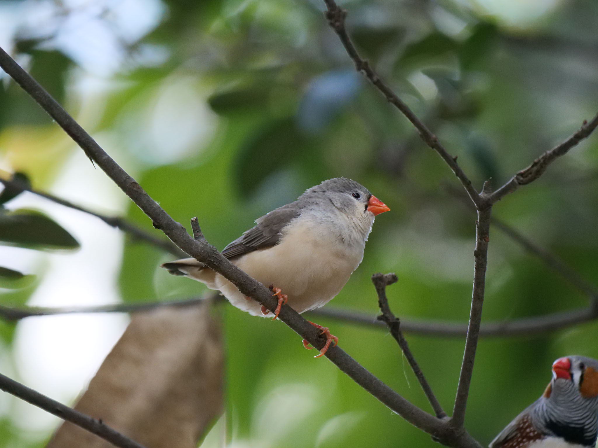 越谷 キャンベルタウン野鳥の森 キンカチョウの写真 by Rothlega