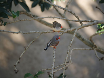 キンカチョウ 越谷 キャンベルタウン野鳥の森 2020年1月2日(木)