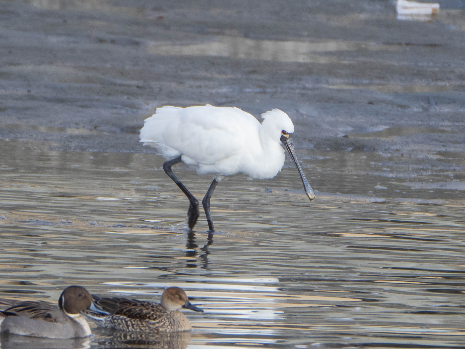 Black-faced Spoonbill