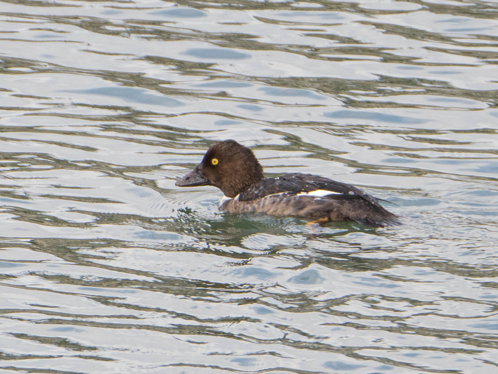 Common Goldeneye