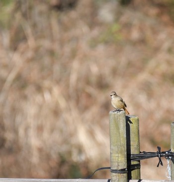 2020年1月4日(土) 横沢入の野鳥観察記録