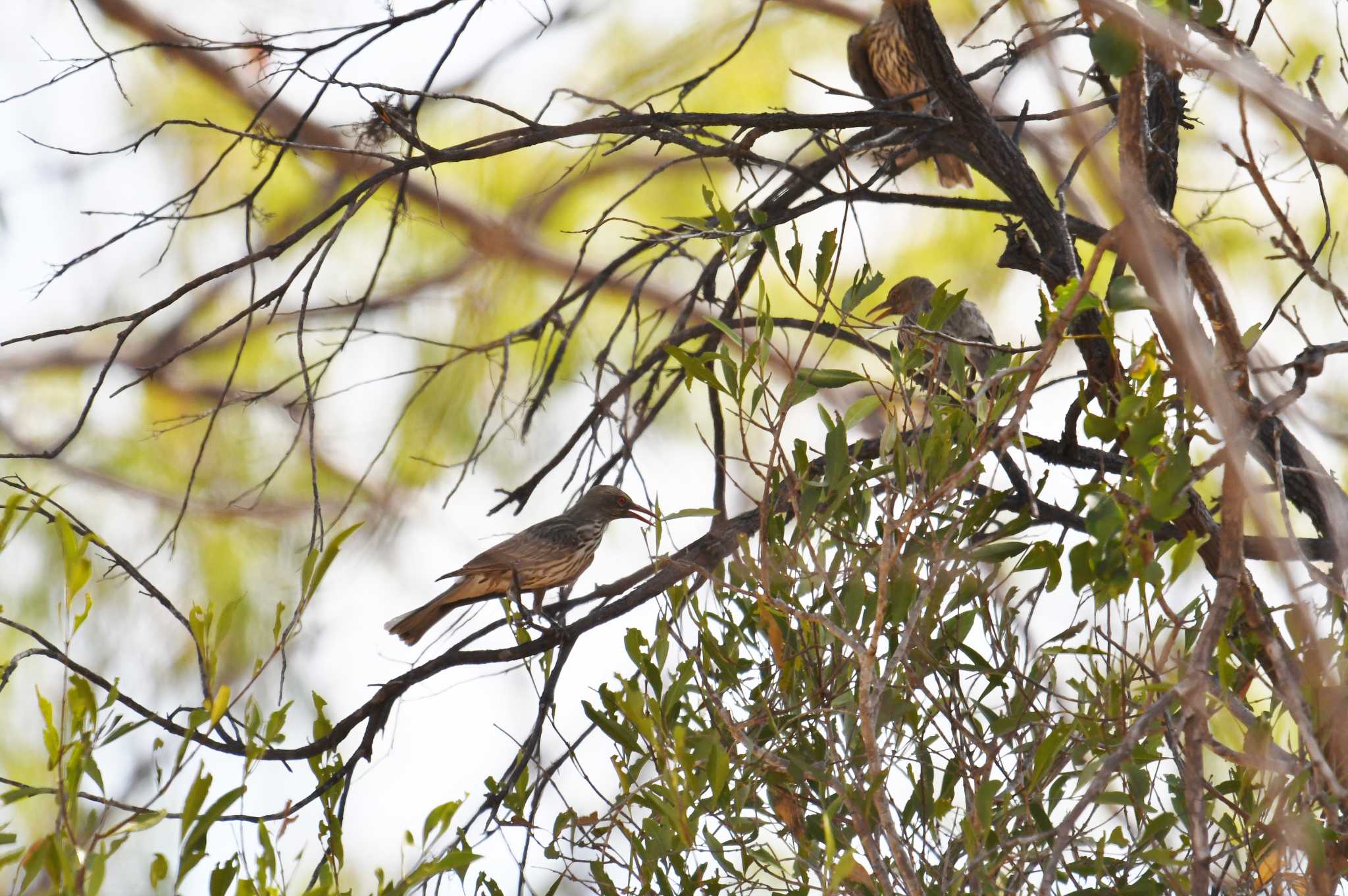 Olive-backed Oriole