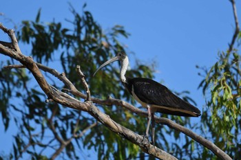 Straw-necked Ibis Unknown Spots Sun, 10/13/2019