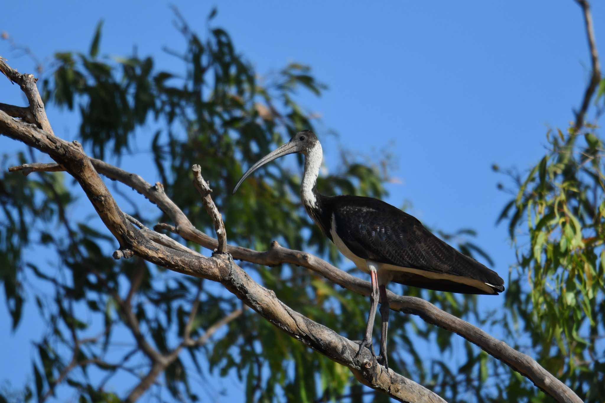 Photo of Straw-necked Ibis at  by あひる