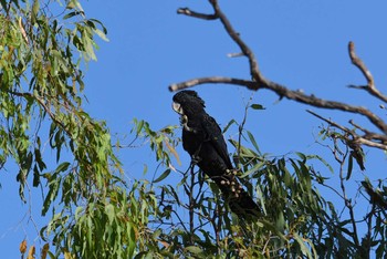 Red-tailed Black Cockatoo オーストラリア Sun, 10/13/2019