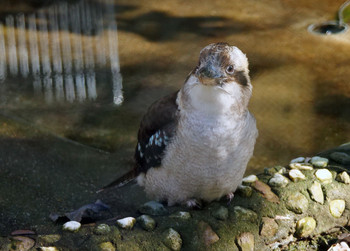 ワライカワセミ 越谷　キャンベルタウン野鳥の森 2020年1月2日(木)