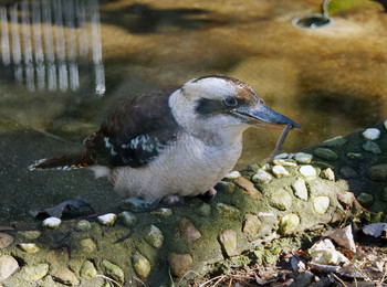 ワライカワセミ 越谷　キャンベルタウン野鳥の森 2020年1月2日(木)