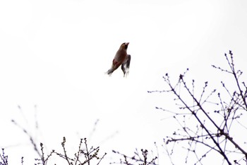 Hawfinch Shinjuku Gyoen National Garden Sat, 1/4/2020