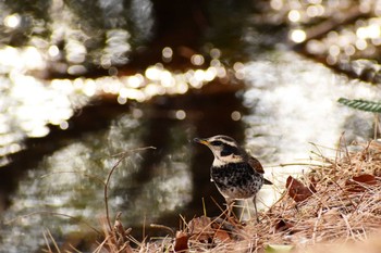 Dusky Thrush Shinjuku Gyoen National Garden Sat, 1/4/2020