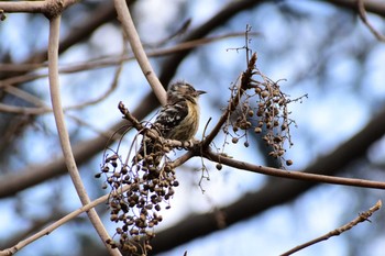 Japanese Pygmy Woodpecker Shinjuku Gyoen National Garden Sat, 1/4/2020