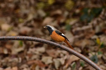 Daurian Redstart Shinjuku Gyoen National Garden Sat, 1/4/2020