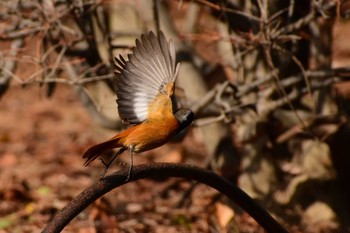 Daurian Redstart Shinjuku Gyoen National Garden Sat, 1/4/2020