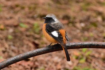 Daurian Redstart Shinjuku Gyoen National Garden Sat, 1/4/2020