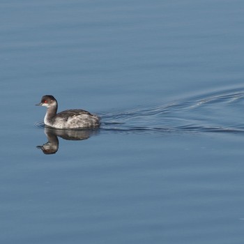 Black-necked Grebe Yatsu-higata Fri, 1/3/2020