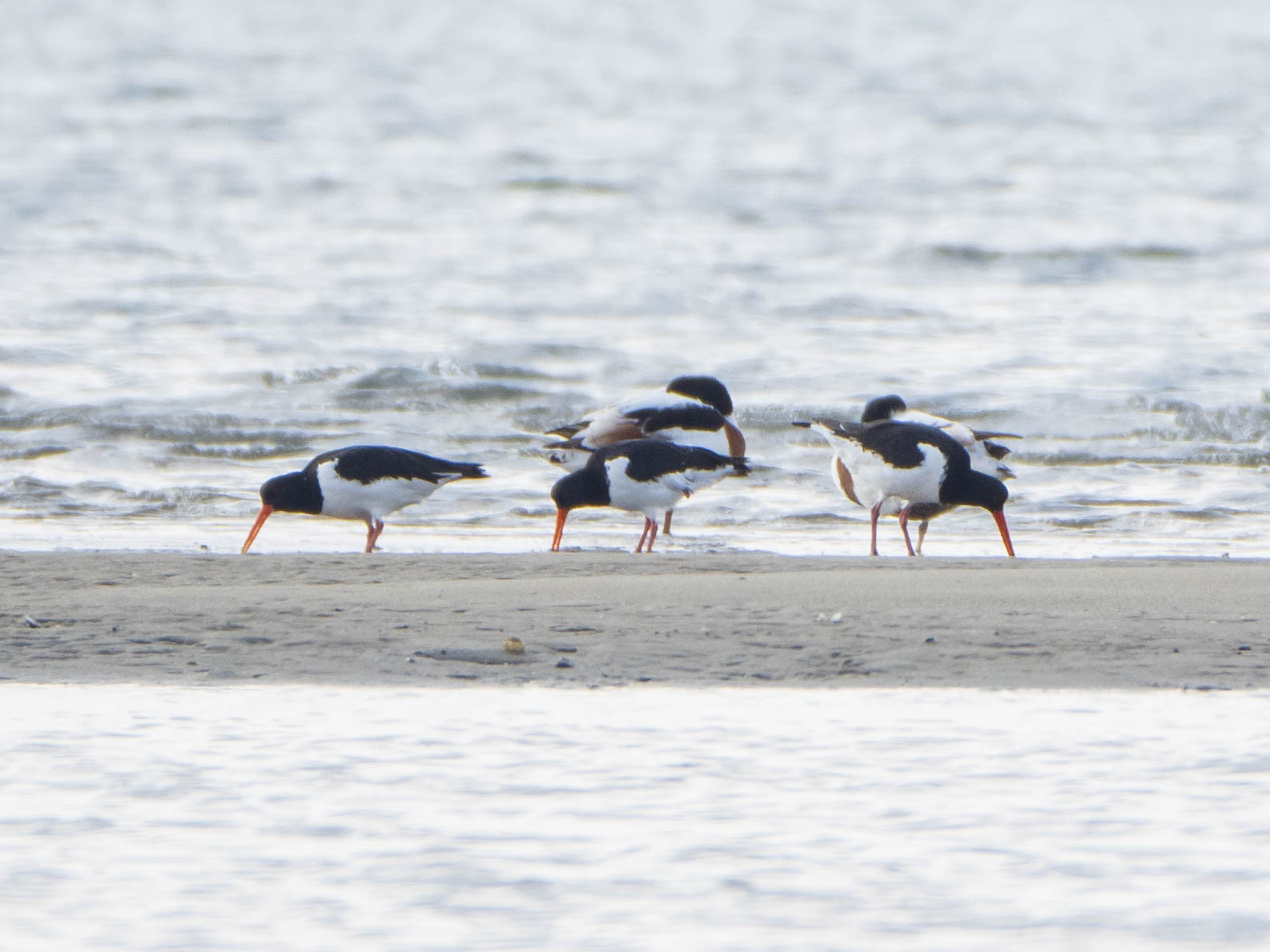 Photo of Eurasian Oystercatcher at 和白干潟 by ryokawameister