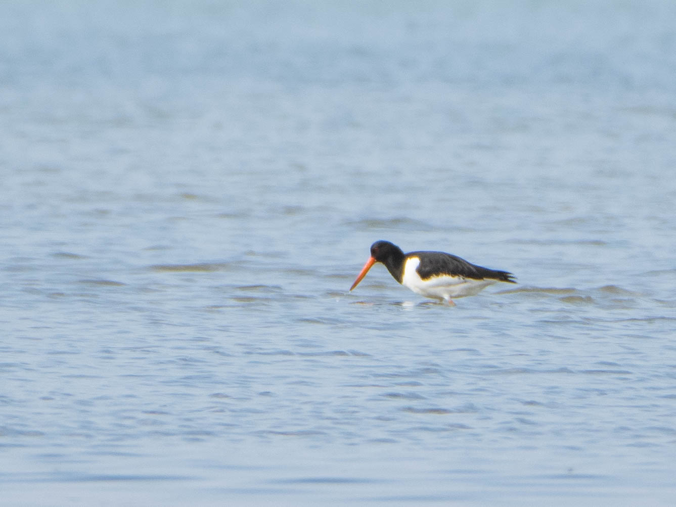 Eurasian Oystercatcher