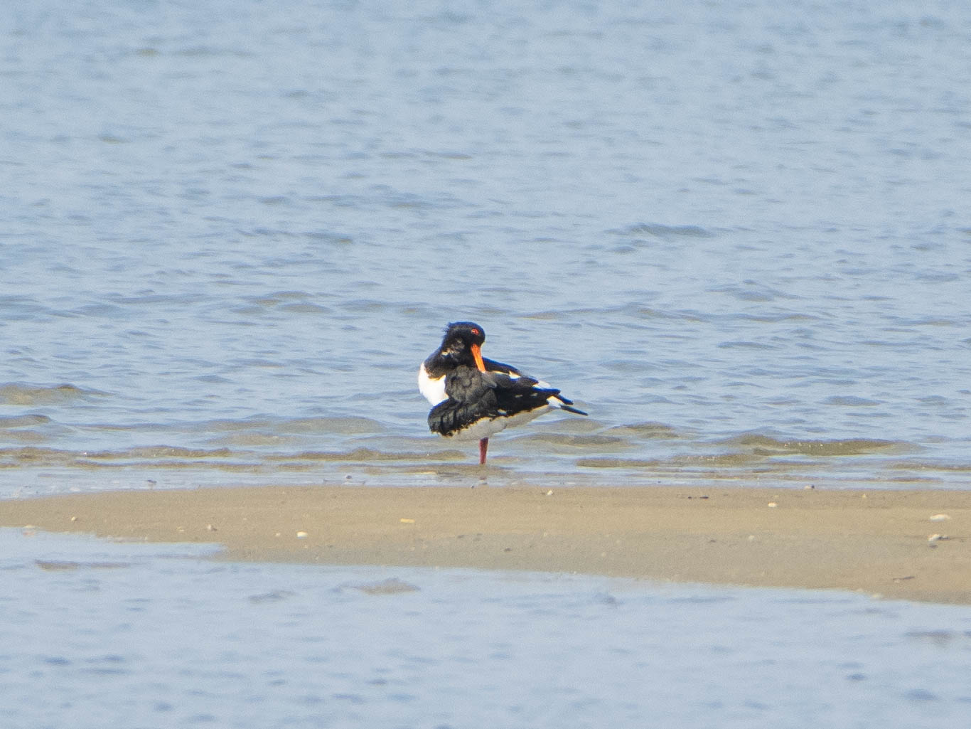 Eurasian Oystercatcher