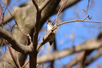 2020年1月5日(日) 東高根森林公園の野鳥観察記録