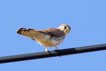 Common Kestrel 川越市 Sun, 12/15/2019