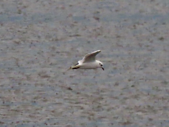 Photo of Saunders's Gull at 曽根干潟(曾根干潟) by くるみ