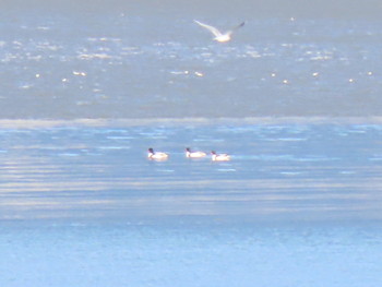 Common Shelduck