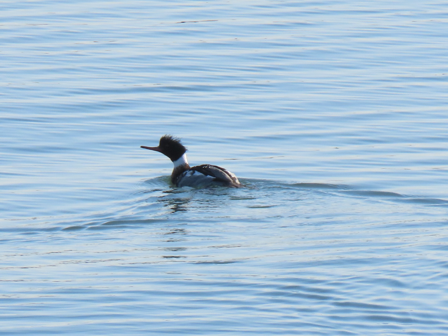 Photo of Red-breasted Merganser at 曽根干潟(曾根干潟) by くるみ