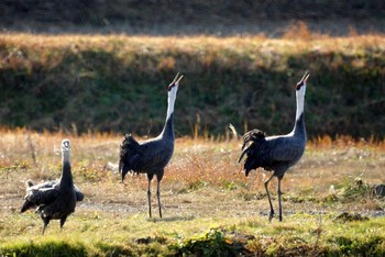 Hooded Crane 八代 Wed, 1/1/2020