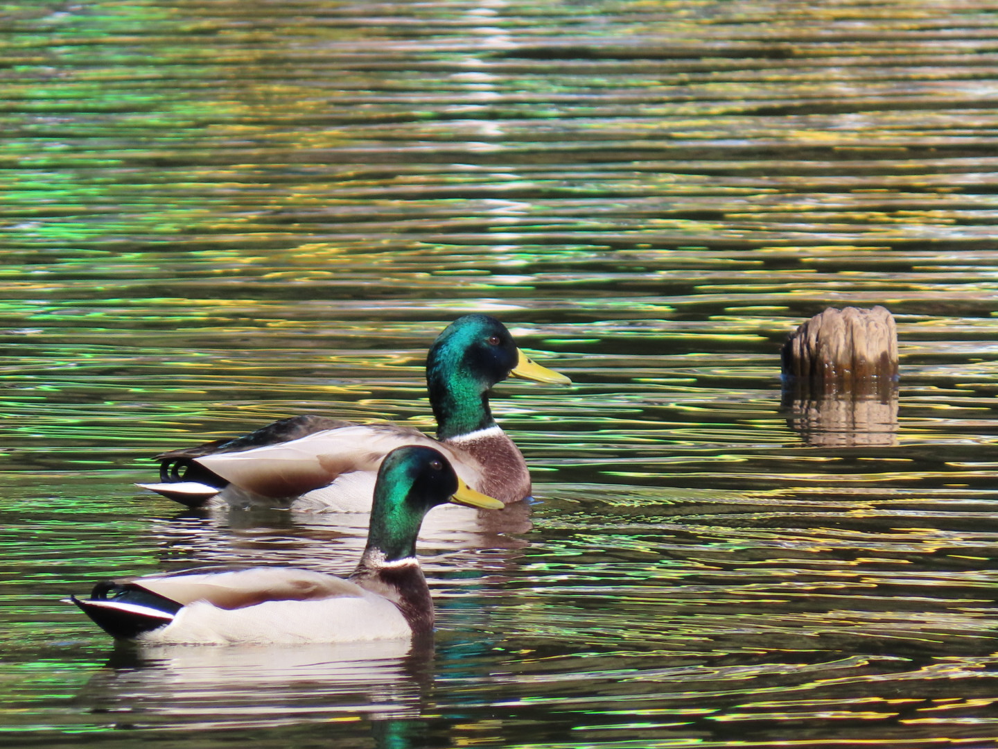 井頭公園 マガモの写真 by ハルハル