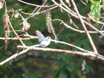 Long-tailed Tit 井頭公園 Sun, 11/10/2019