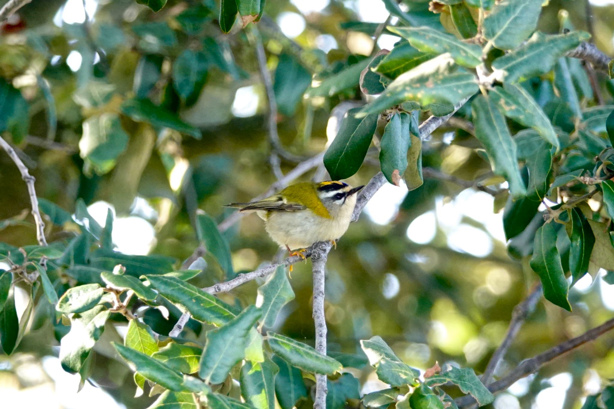 Common Firecrest