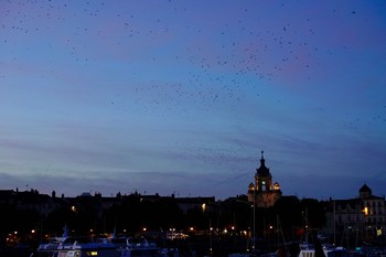 ホシムクドリ La Rochelle 2019年10月26日(土)