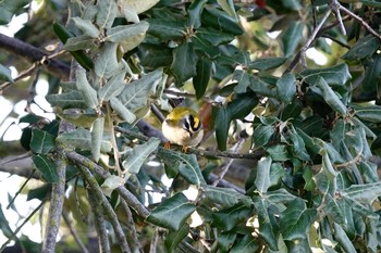 Common Firecrest La Rochelle Sat, 10/26/2019