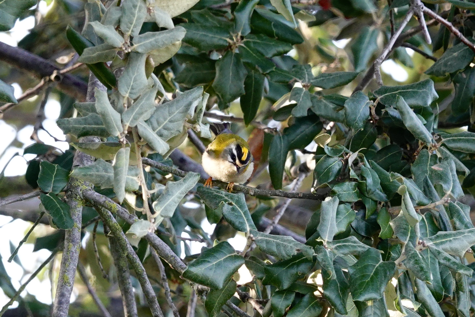 Common Firecrest