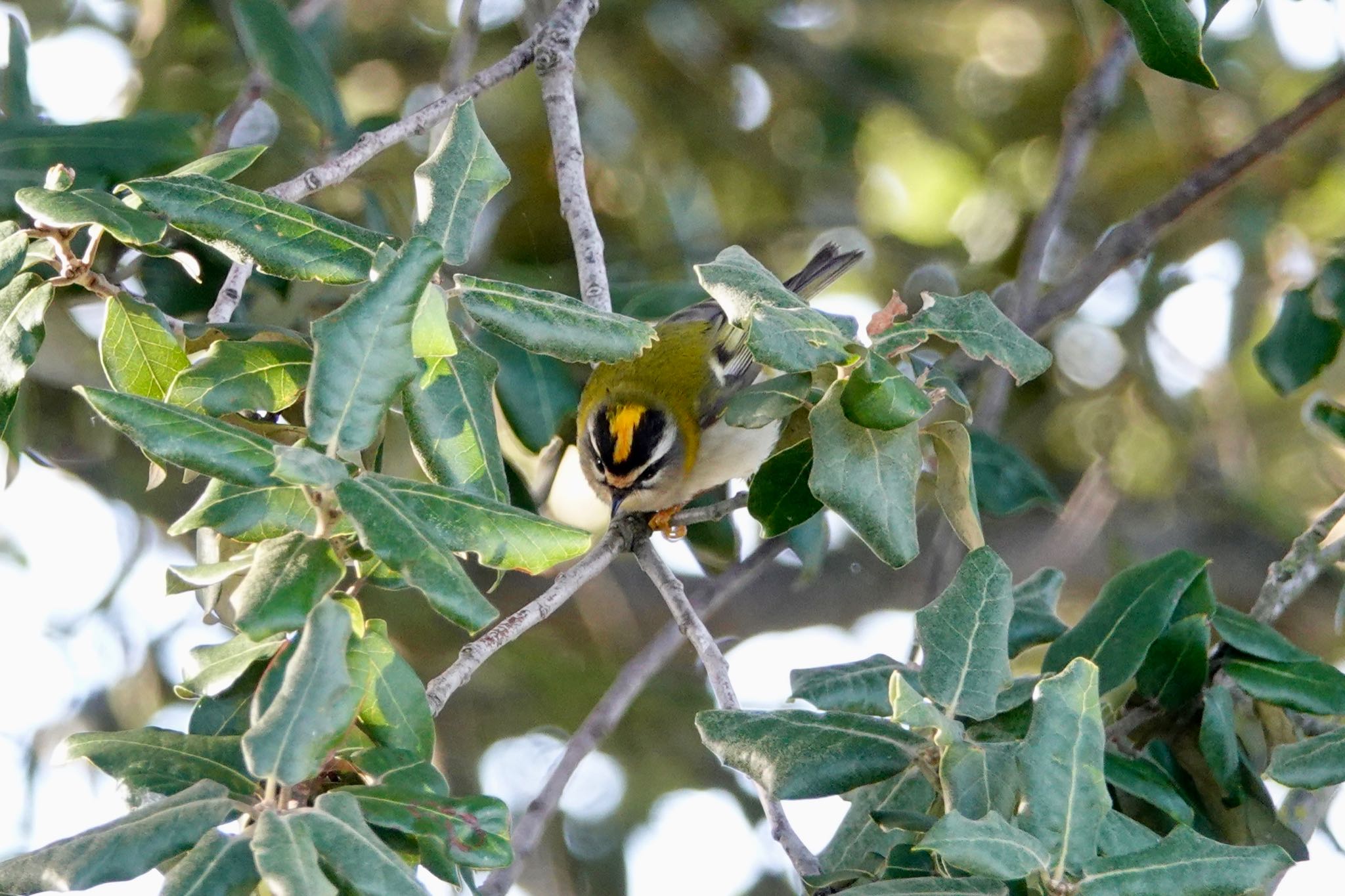 Common Firecrest