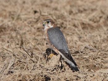 コチョウゲンボウ