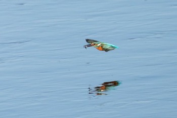 Common Kingfisher 多摩川 Thu, 1/2/2020